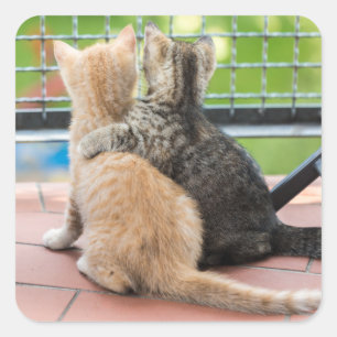 Sticker Carré Images de Getty   deux chatons sur un balcon