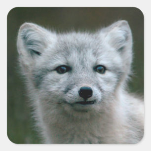 Sticker Carré Images Getty   Arctic Fox Kit