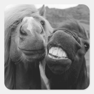 Sticker Carré Images Getty Chevaux souriants