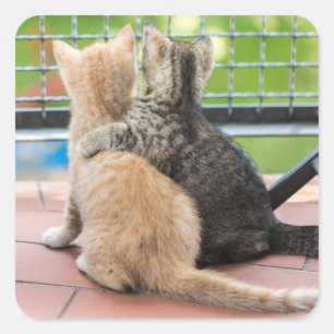 Sticker Carré Images Getty   Deux chatons sur un balcon