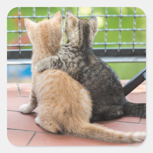 Sticker Carré Images Getty | Deux chatons sur un balcon (Devant)