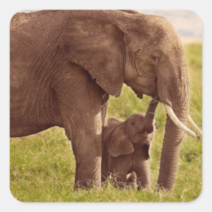 Sticker Carré Images Getty Elephant & bébé