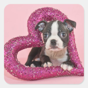 Sticker Carré Images Getty   Puppy Love