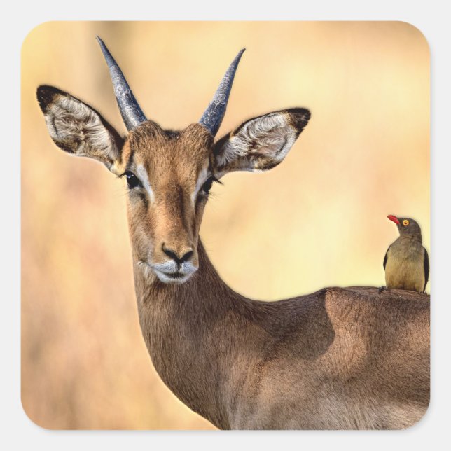 Sticker Carré Impala et Oiseau d'Oxpecker en Afrique (Devant)