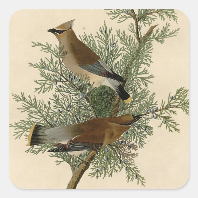 Sticker Carré Impression d'oiseau de John James Audubon Jaseur b (Devant)
