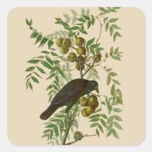 Sticker Carré Impression d'oiseau Grackle violet d'Audubon Botan