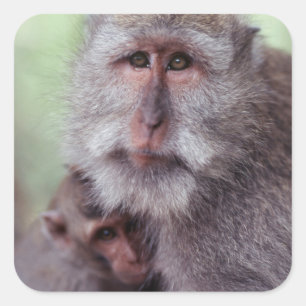 Sticker Carré Indonésie, Bali, Ubud, Macaque à longue queue