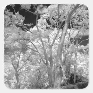 Sticker Carré Infra rouge d'arbres bâtiments et sentiers de Las