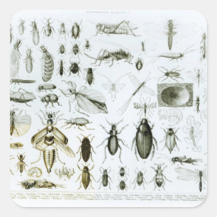 Sticker Carré Insectes d'entomologie