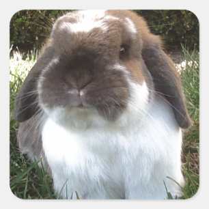 Sticker Carré Introduisez du furriness dans votre vie !