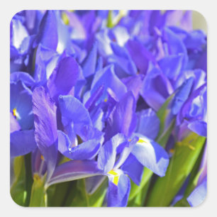 Sticker Carré Iris de printemps