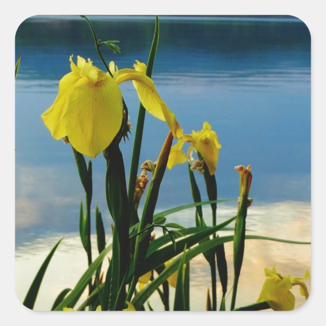 Sticker Carré Iris jaune à Lake Shore (Devant)