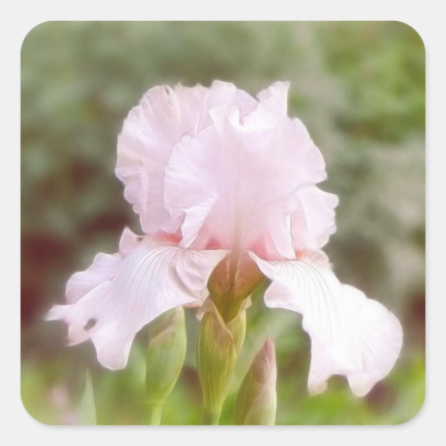 Sticker Carré Iris rose - Vanity (Devant)