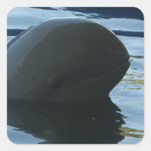Sticker Carré Irrawaddy Dolphin Peek-A-Boo