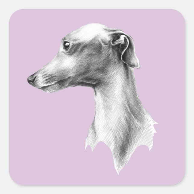 Sticker Carré Italien Greyhound Whippet portrait de chien dessin (Devant)