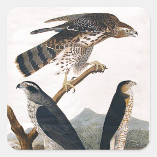 Sticker Carré J.J. Audubon (autour, faucon de Stanley) (1829)