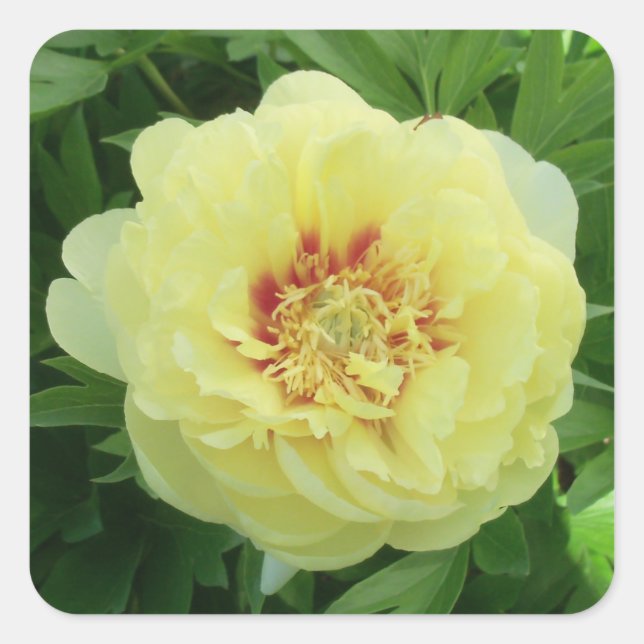 Sticker Carré Jardin Belle Bartzella Peony Jaune Photos (Devant)