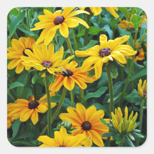 Sticker Carré Jardin de fleurs de susan aux yeux noirs
