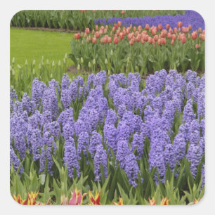 Sticker Carré jardin de Tulip et Hyacinth, jardins de Keukenhof,