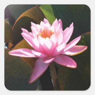 Sticker Carré Jardin d'eau rose rose Nénuphar éclairé