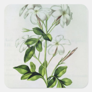 Sticker Carré Jasmin, de 'La Guirlande de Julie'