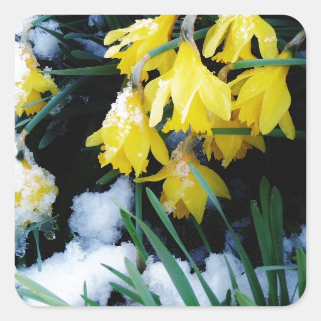 Sticker Carré Jaune Daffodils fleurs dans la neige (Devant)