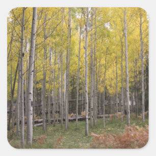 Sticker Carré Jaune d'Aspen