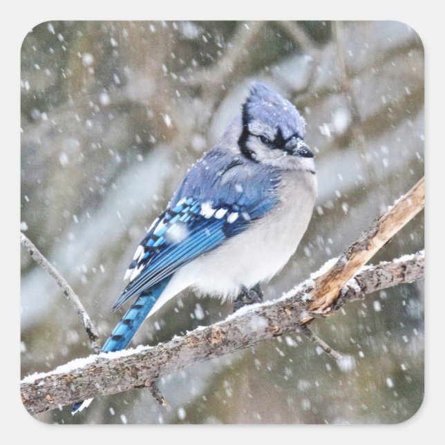 Sticker Carré Jay bleu dans une tempête de neige (Devant)