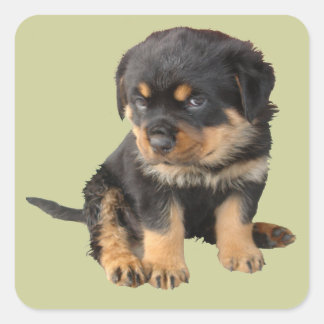 Sticker Carré Je n'ai pas besoin qu'on me dise que je suis migno