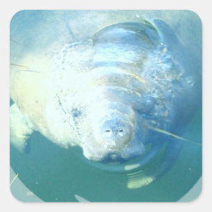 Sticker Carré Jeter un coup d'oeil l'autocollant de lamantin