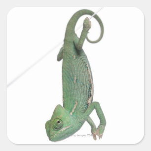 Sticker Carré Jeune caméléon voilé, Chamaeleo calyptratus