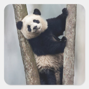 Sticker Carré Jeune panda grimpant à un arbre, Chine