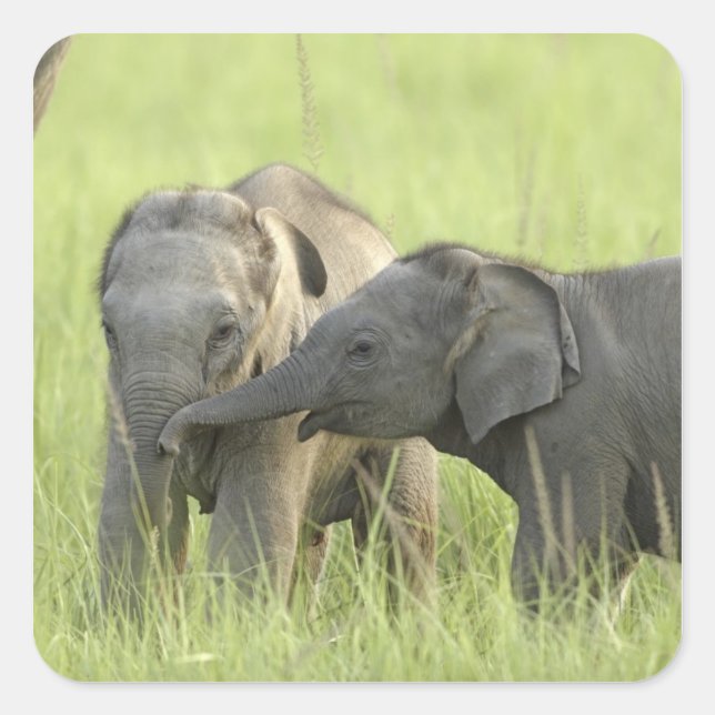 Sticker Carré Jeunes éléphants indiens / asiatiques (Devant)