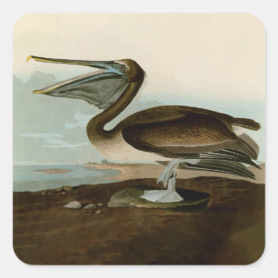 Sticker Carré John James Audubon Peinture Pélicane Brown