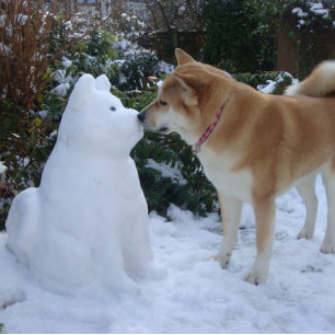 Sticker Carré joli akita baiser bonhomme de neige akita photo no
