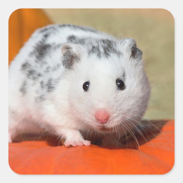 Sticker Carré Joli Hamster syrien blanc noir tacheté drôle anima (Devant)