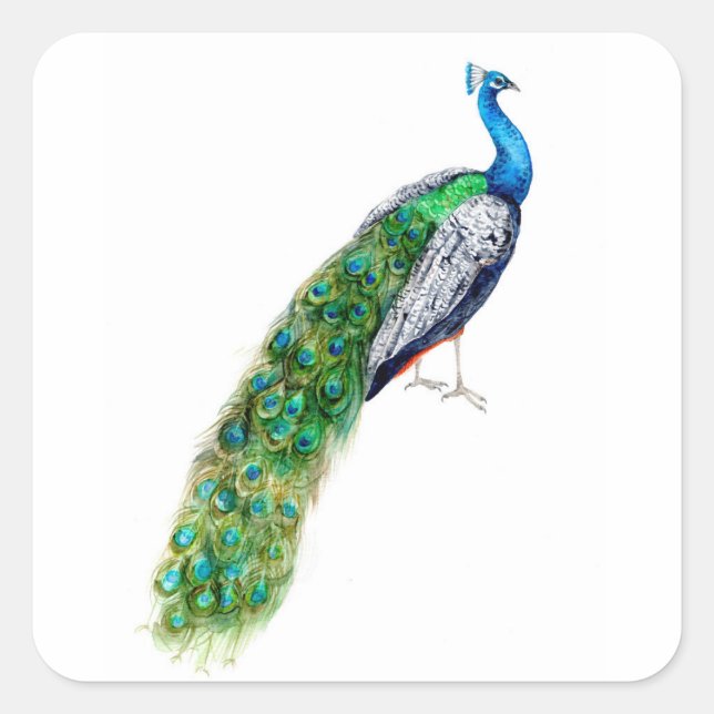 Sticker Carré Joli Peacock (Devant)