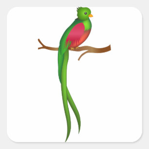 Sticker Carré Joli Quetzal