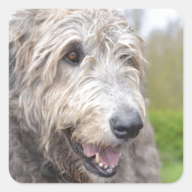 Sticker Carré Joli Wolfhound irlandais (Devant)