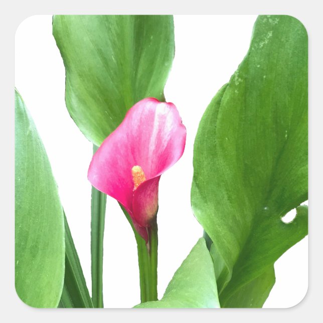Sticker Carré Jolie Calla Lily Rose (Devant)