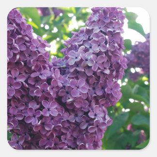 Sticker Carré Jolie Lilacs pourpres