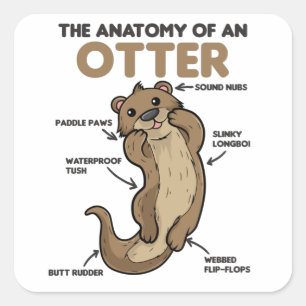 Sticker Carré Jolie Otter Explication Anatomie D'Une Otter