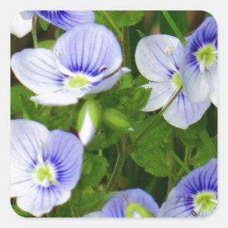 Sticker Carré Jolie, petites fleurs bleues