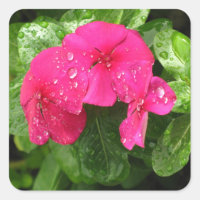 Jolie rose Fleurs de printemps Macro Photographie