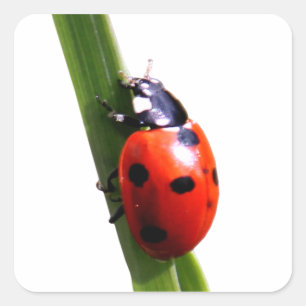 Sticker Carré Jote Rouge tacheté Ladybug