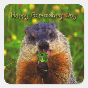 Sticker Carré Jour de Groundhog heureux mangeant la fleur