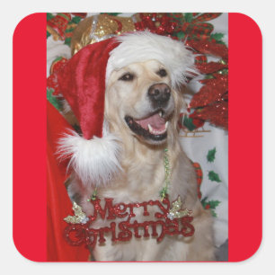 Sticker Carré Joyeux Golden Retriever à Noël