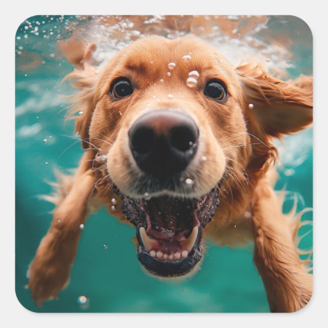 Sticker Carré Joyeux Golden Retriever nager sous l'eau (Devant)
