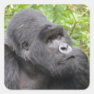 Sticker Carré Joyeux singe