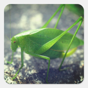 Sticker Carré Katydid Grasshopper Nature